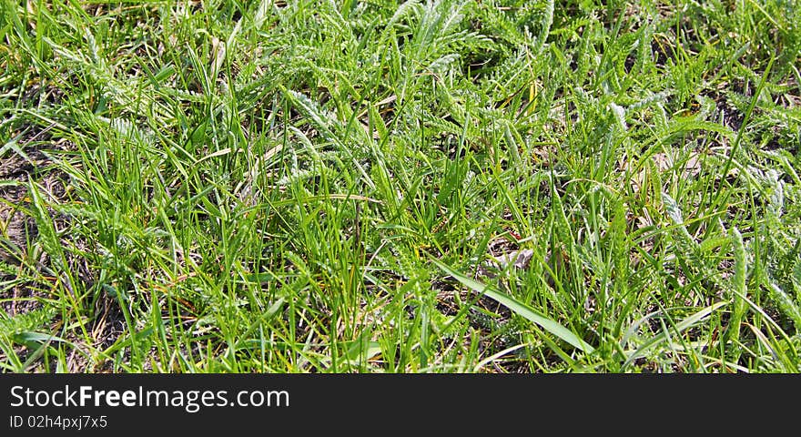 Texture of grass