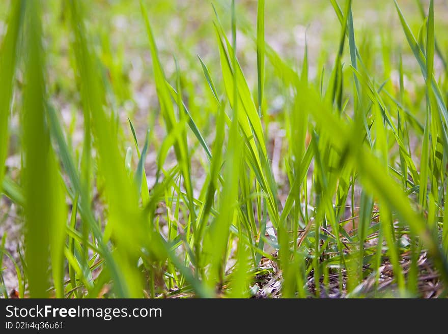 Texture of grass