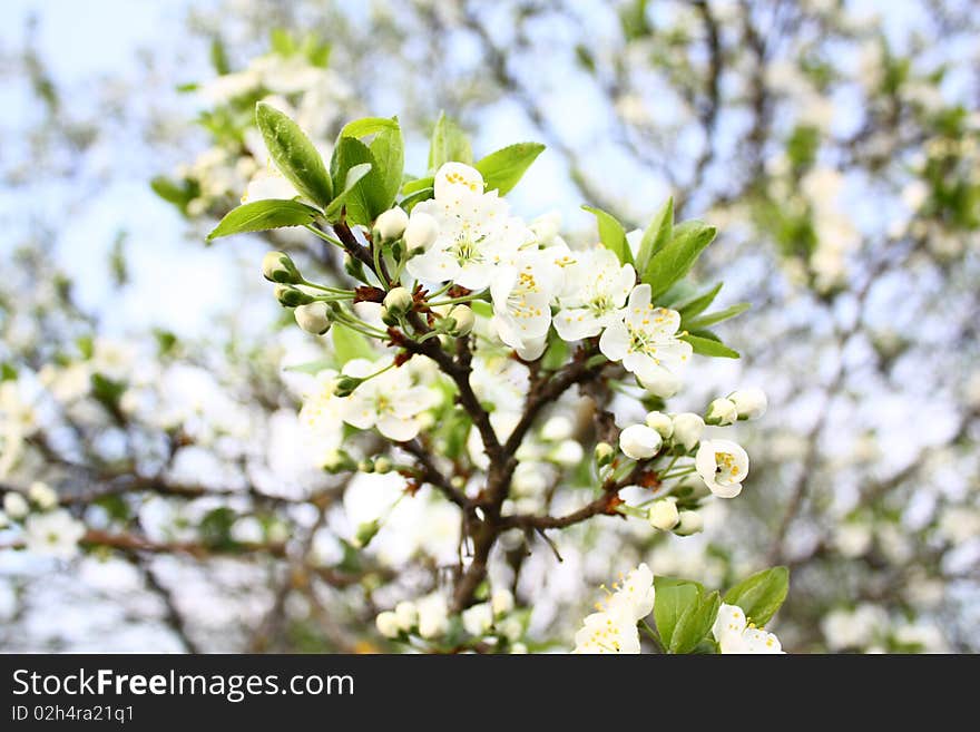 Blossoming trees 1