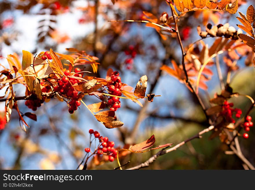 Golden fall leaves and red ashberrys. Golden fall leaves and red ashberrys