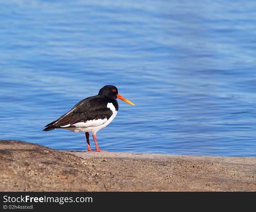 Oystercatcher, from the family Haematopodidae, on a mountain next to the blue sea in the background