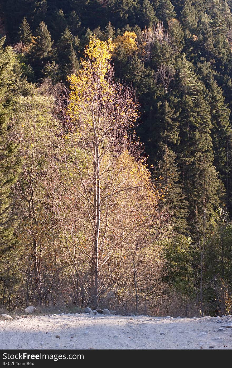 Golden Fall Road