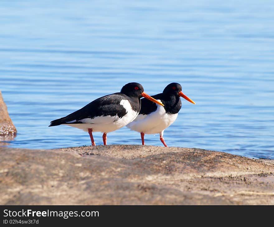 Couple of oystercatchers, from the family Haematopodidae, on a mountain next to the blue sea in the background