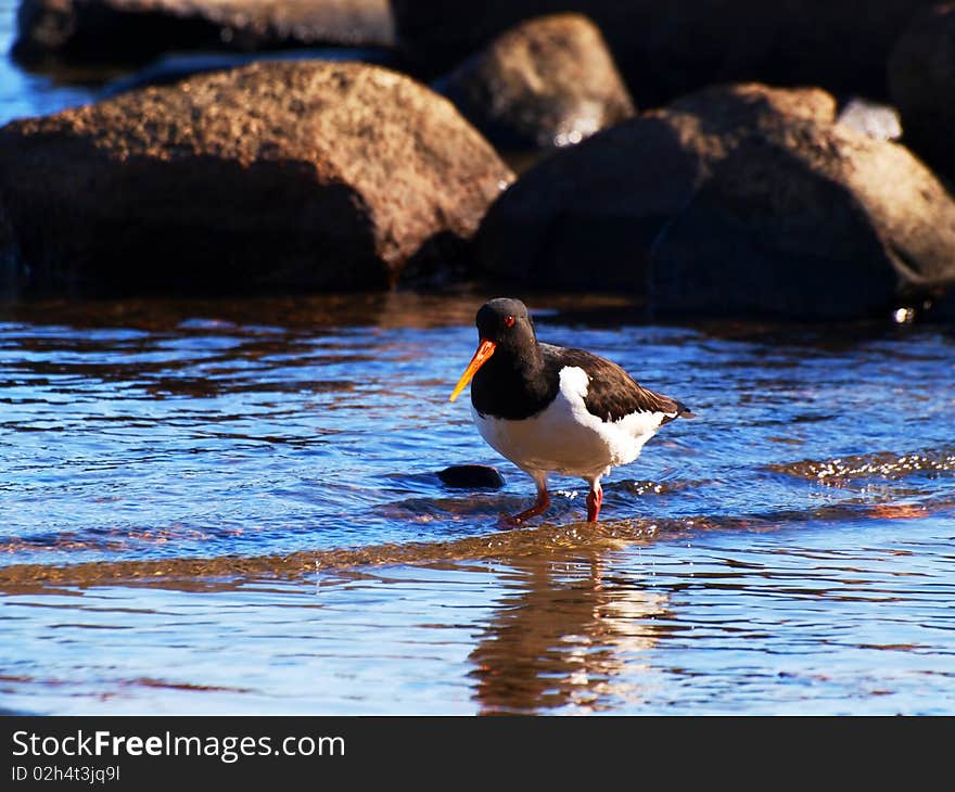 Oystercatcher