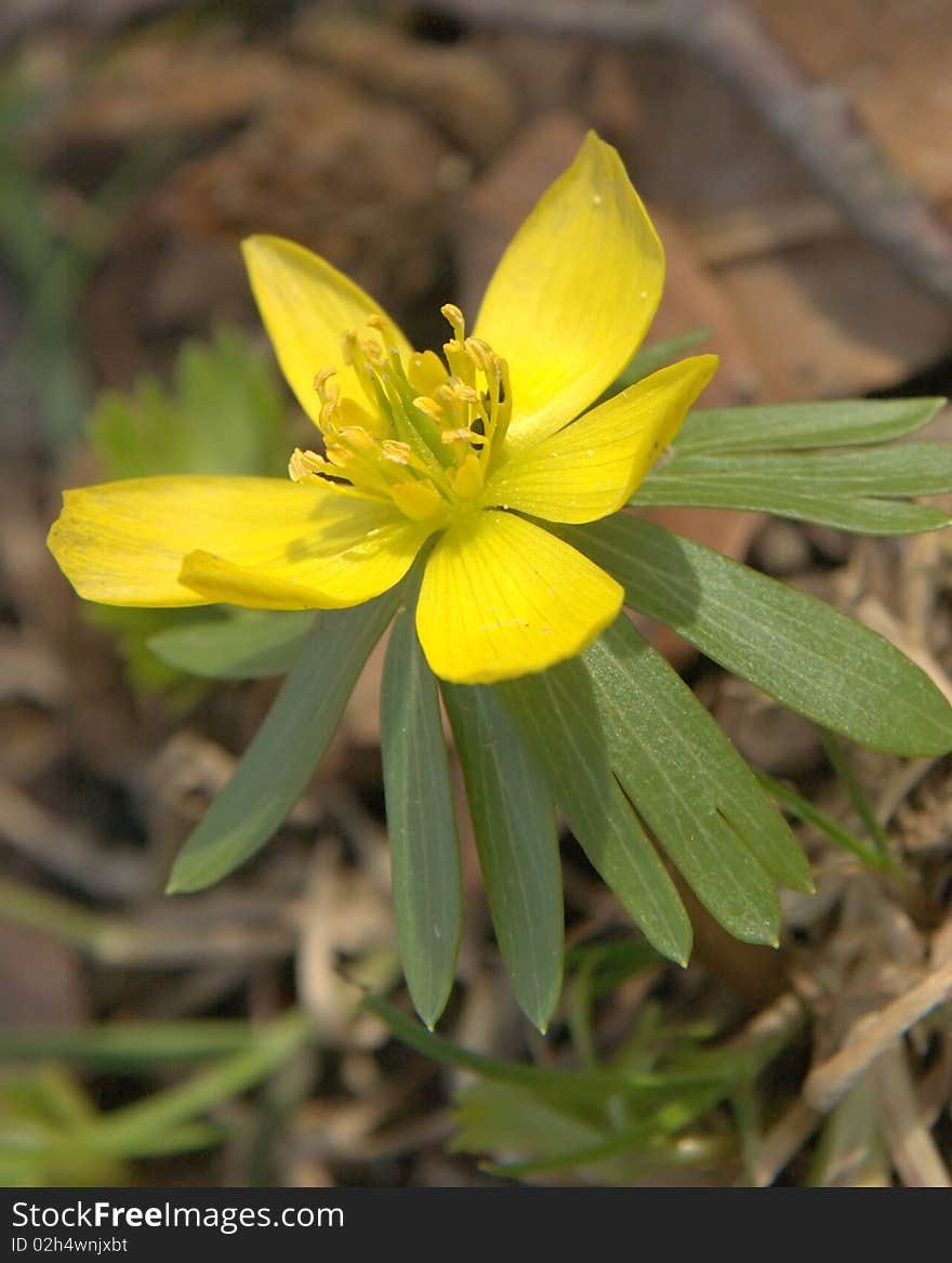 Yellow Blossom