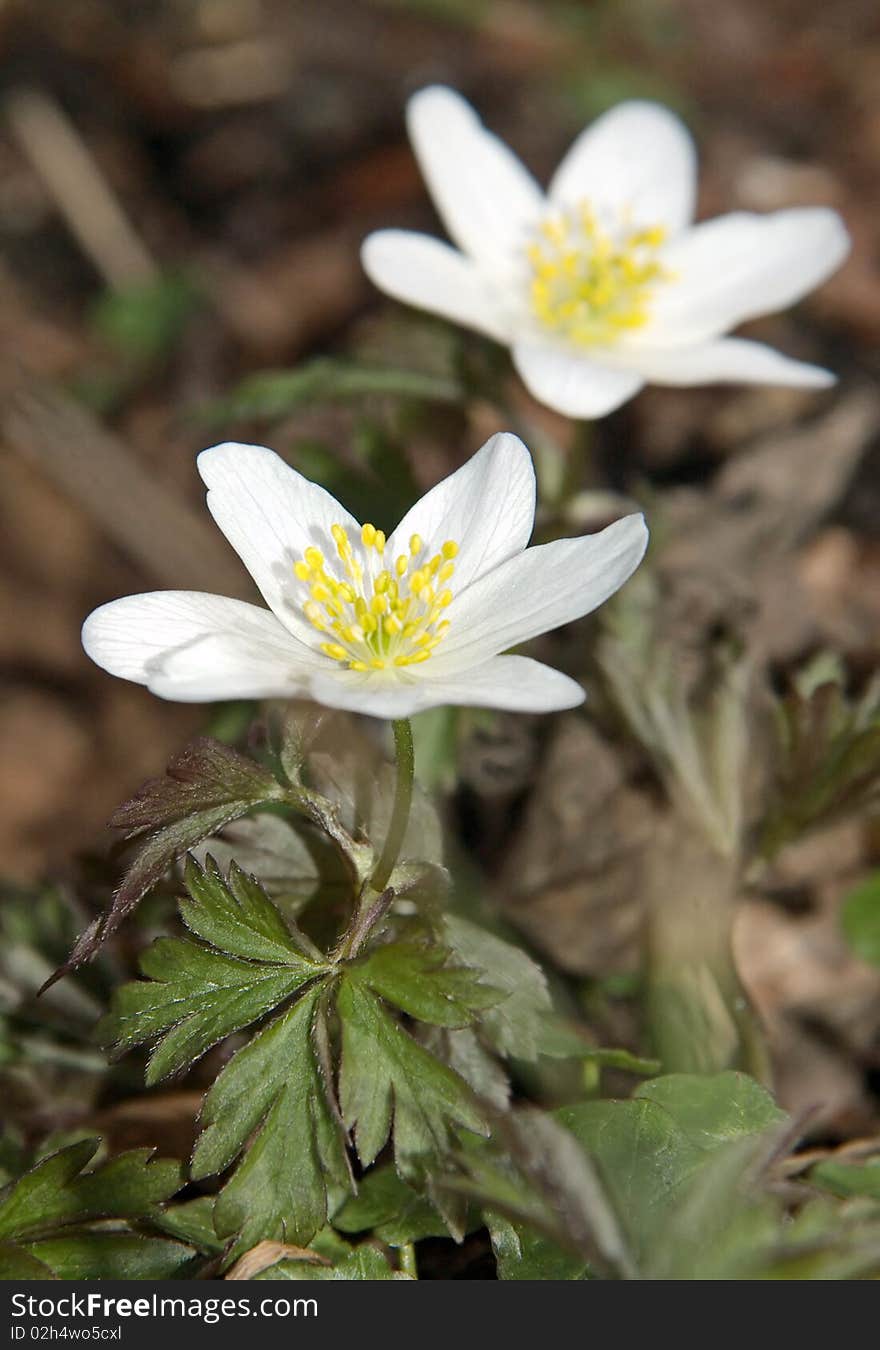 White blossom