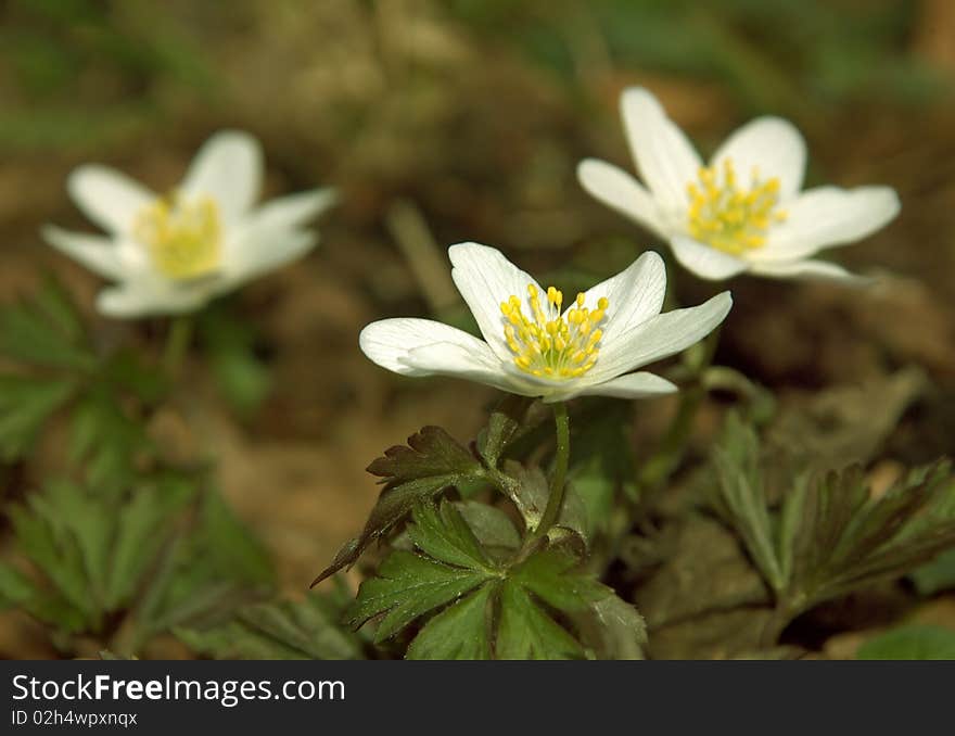 White blossom