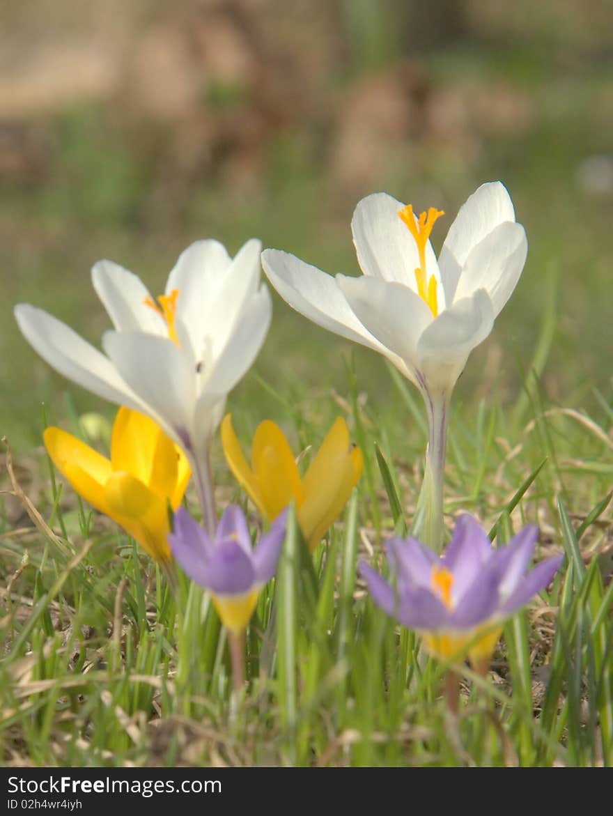 Blue, white and yellow crocuses on green meadow