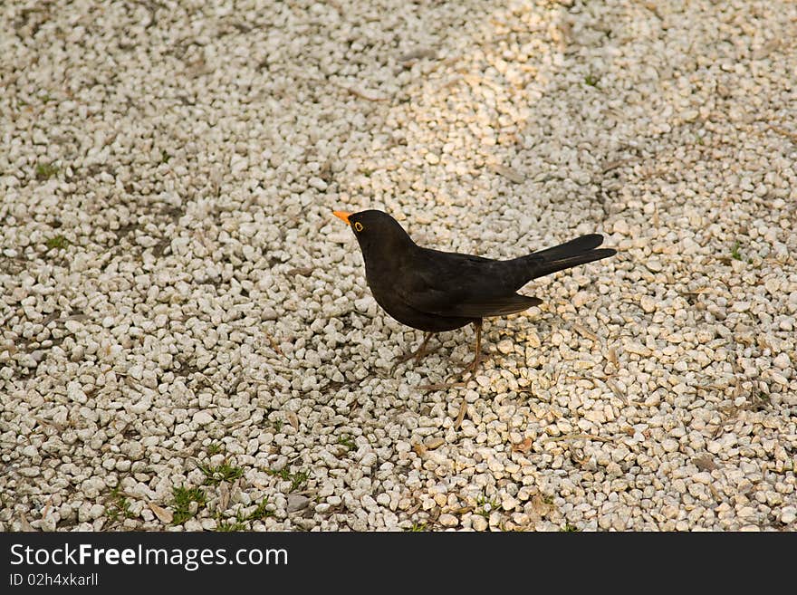 Black Bird Close-up