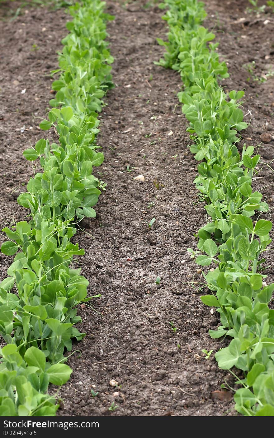 Two rows of young peas. Two rows of young peas