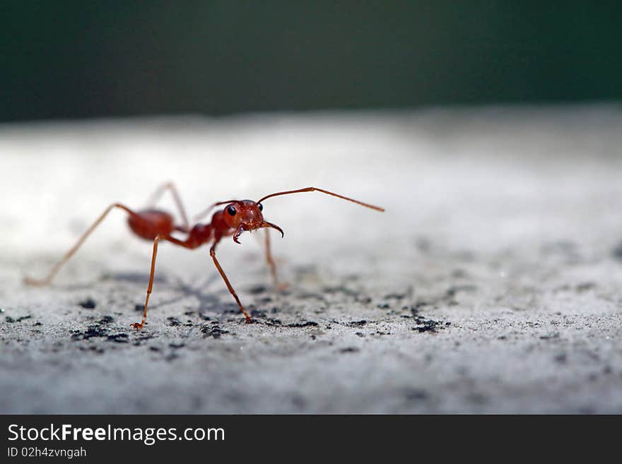 Red Ant