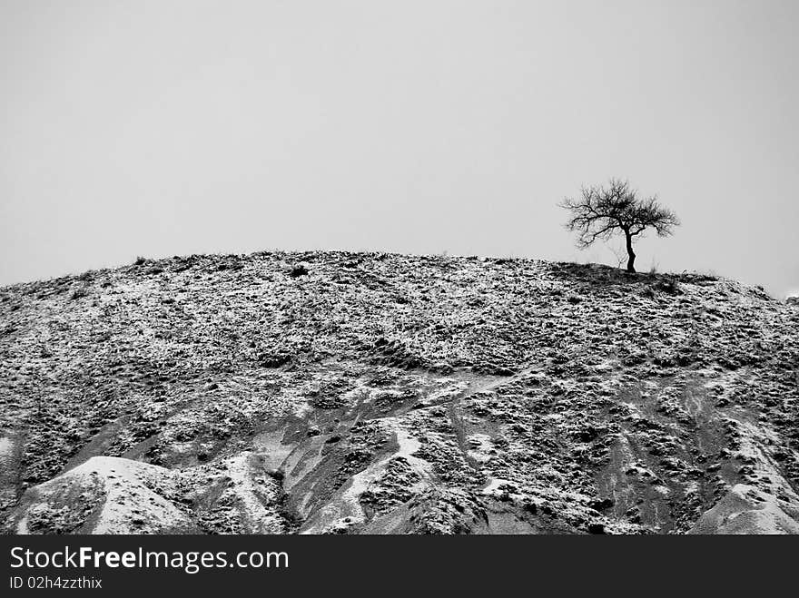 Winter Tree