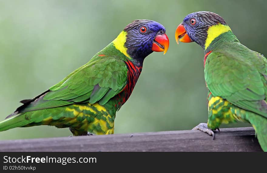 Rainbow lories