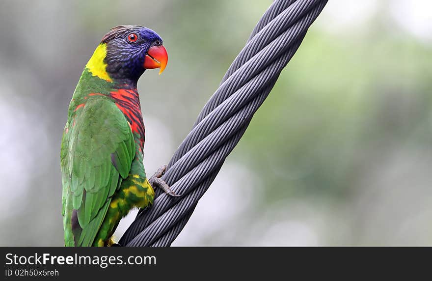 Rainbow lory