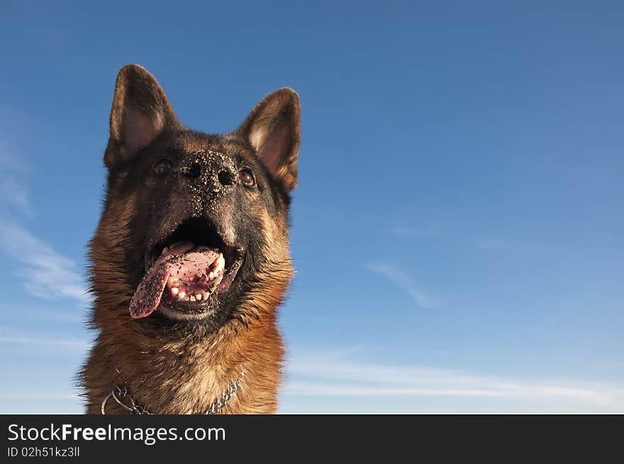 The sheep-dog a dog the sky a pet a wool a cable ears a nose of an eye