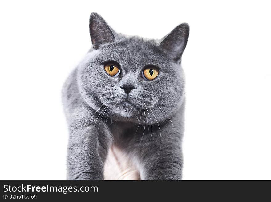 Grey British cat