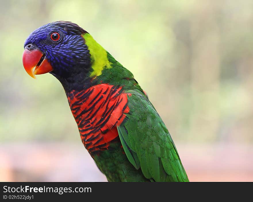 Rainbow Lory