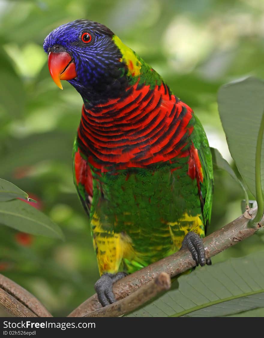 Rainbow lory