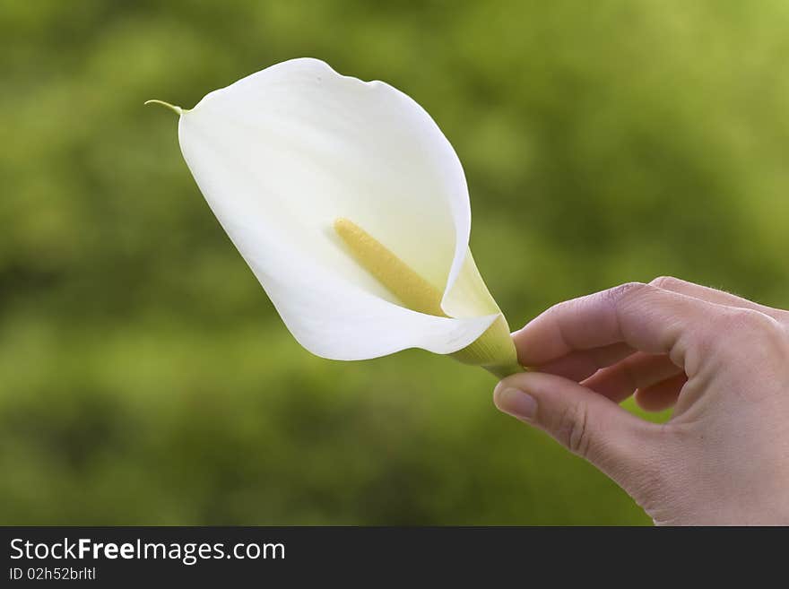 Holding A Flower