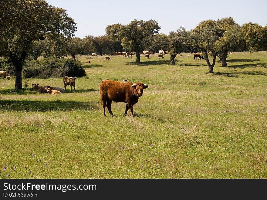 Cows grazed on a meadow