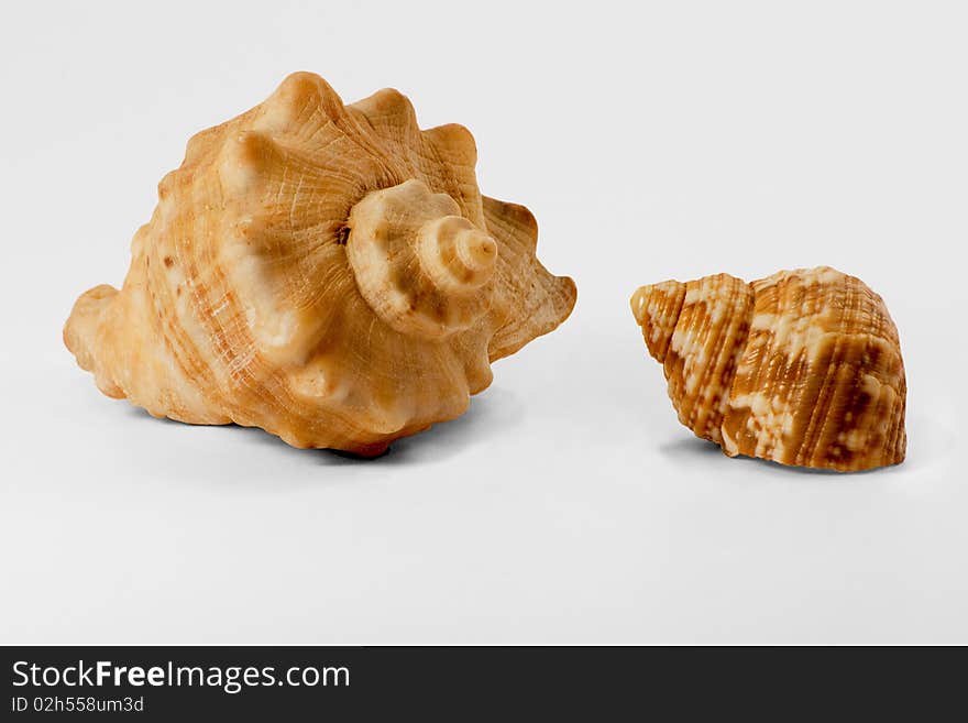 Two shells looking at each other. Two shells looking at each other