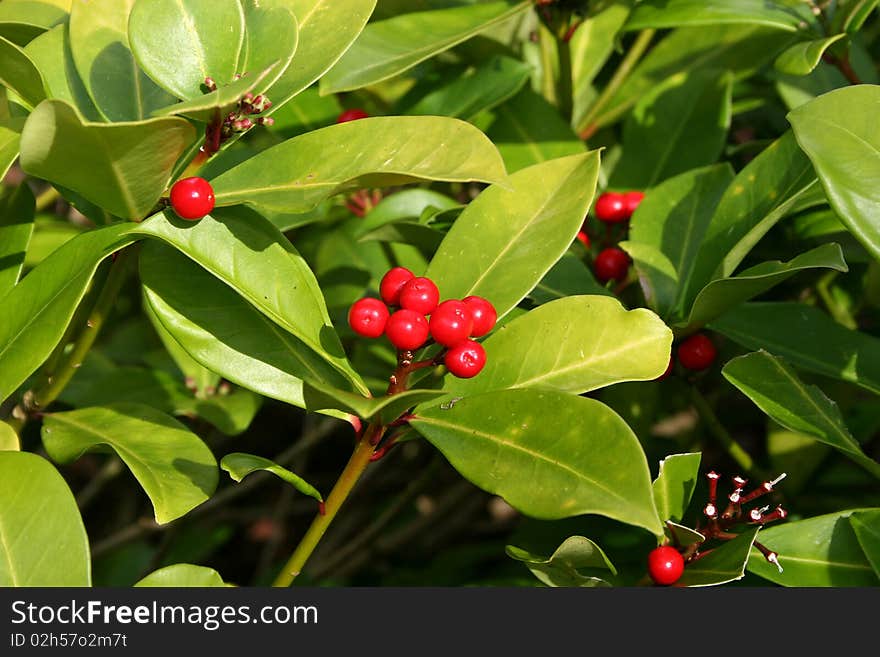 Japonica bush