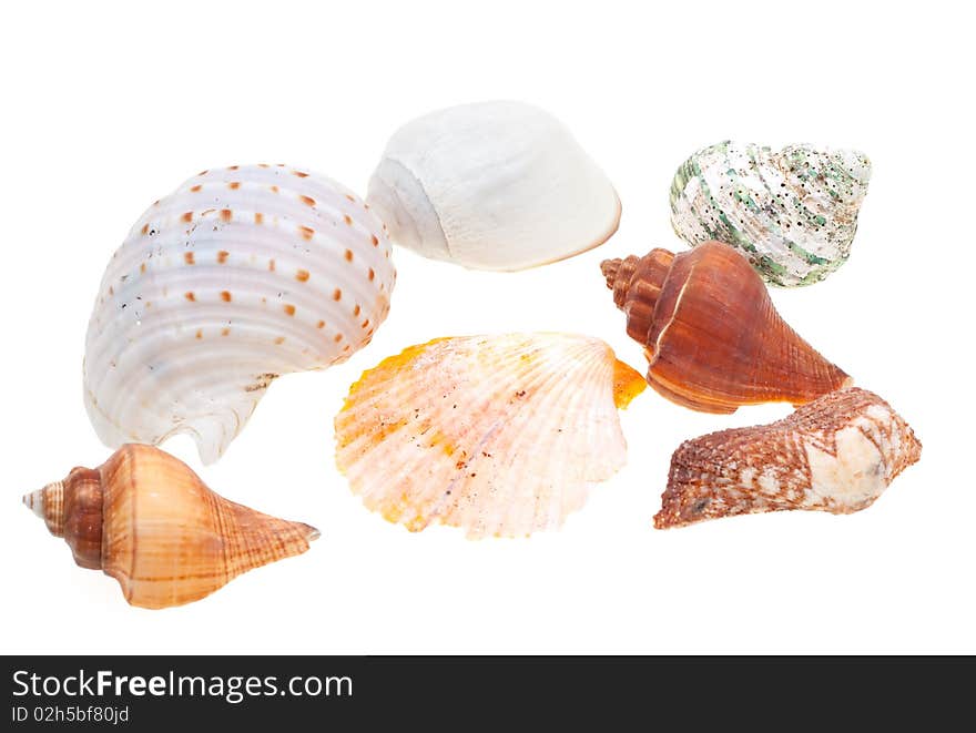 Beautiful seashells isolated on white background