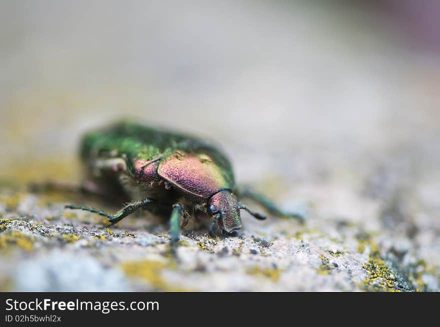 Rose chafer (Cetoniinae)