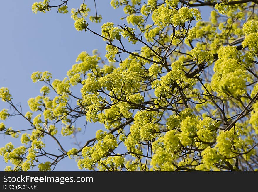 Spring maple flowers, daytime macro