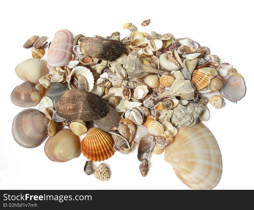 Many Different Seashells