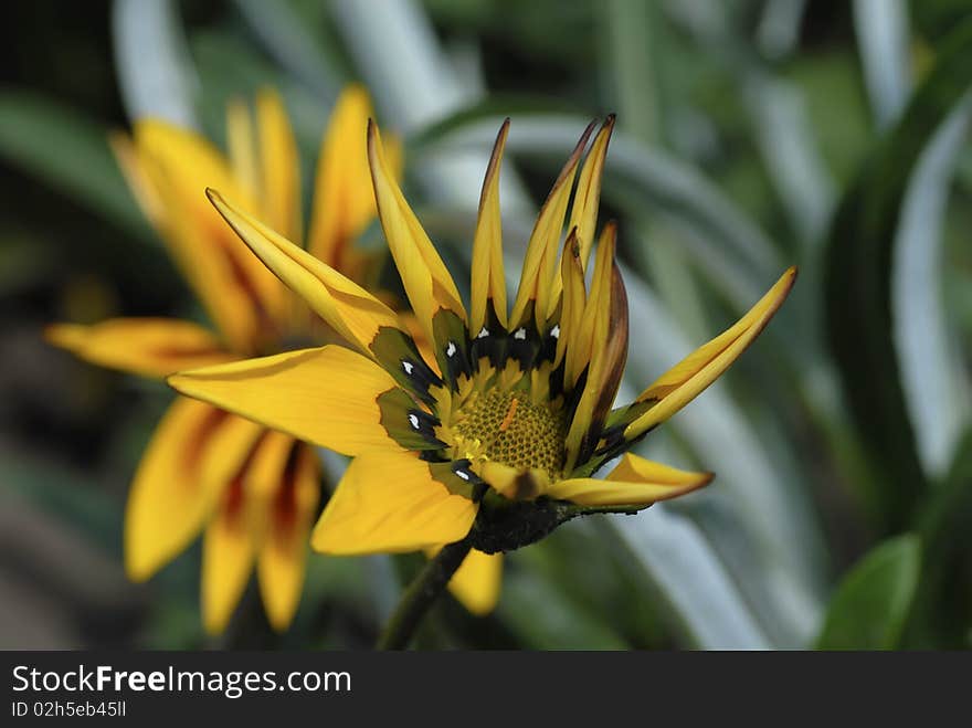 Close up of the gazania flower