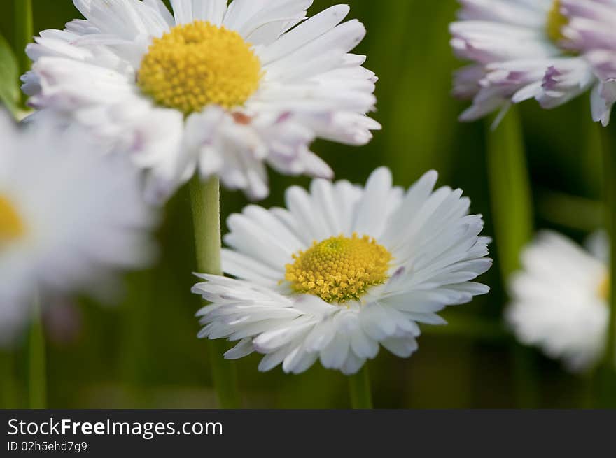 Wild daisies in the green grass.