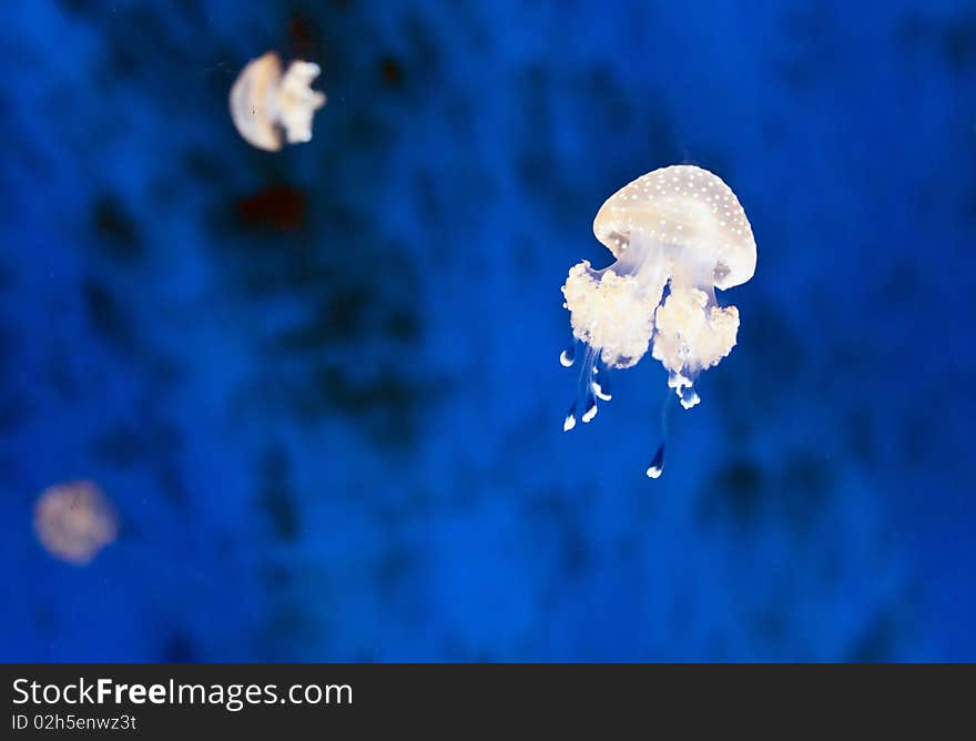 Jellyfish