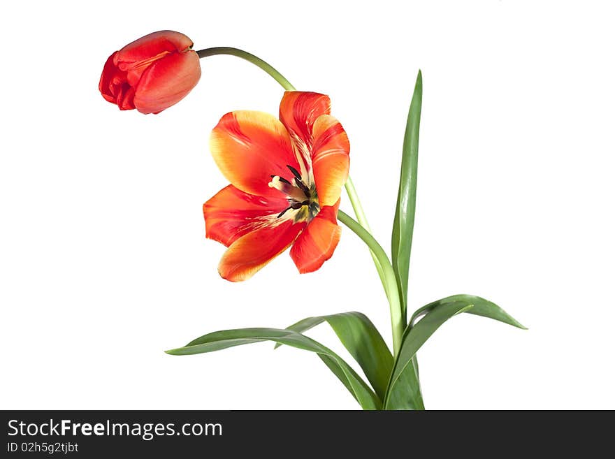 Opened and closed tulip on white background. Opened and closed tulip on white background