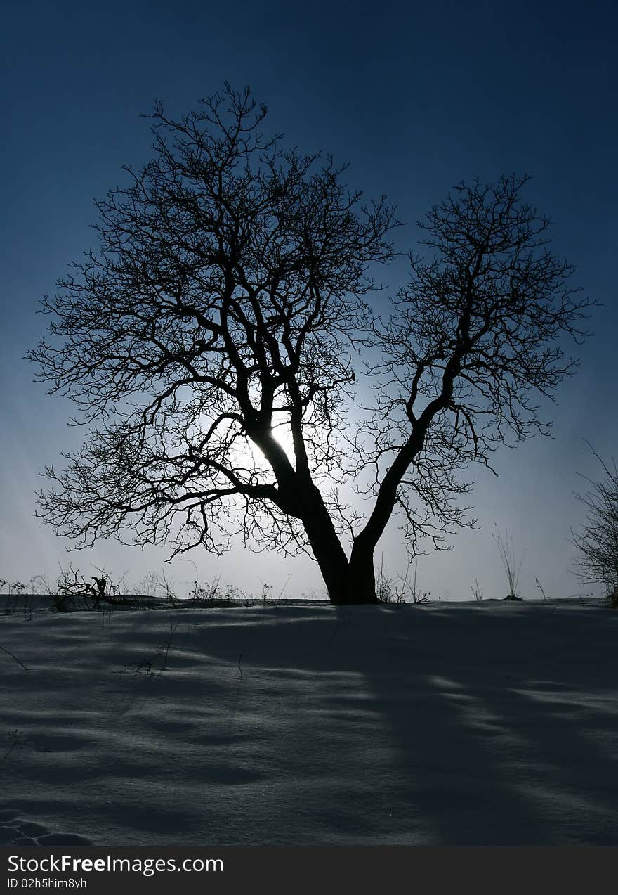 Black tree and blue sky