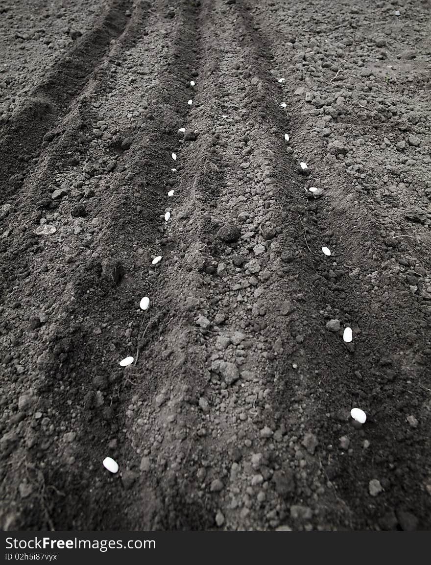 An image of white seeds in the ground