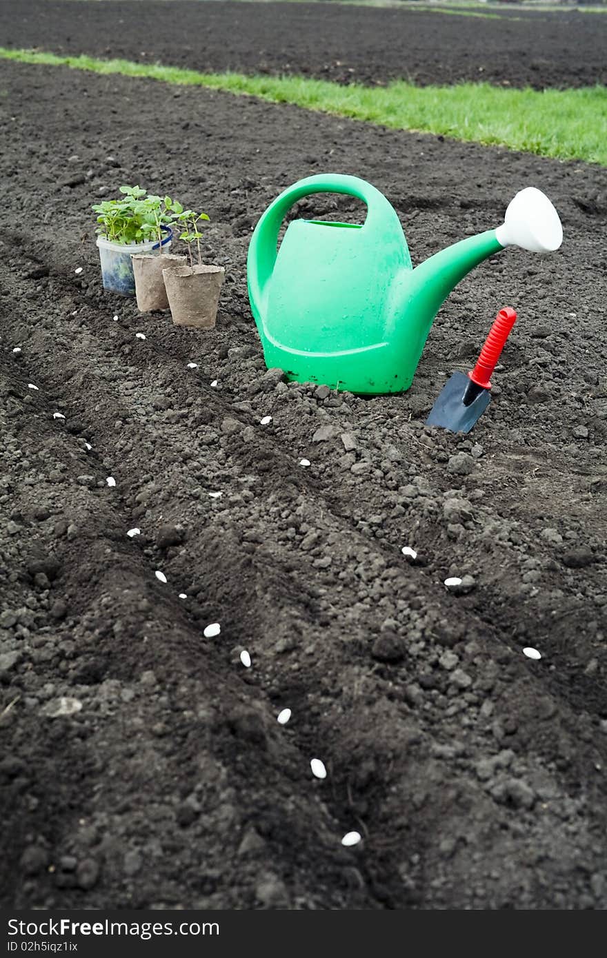 An image of green plants and watering can. An image of green plants and watering can