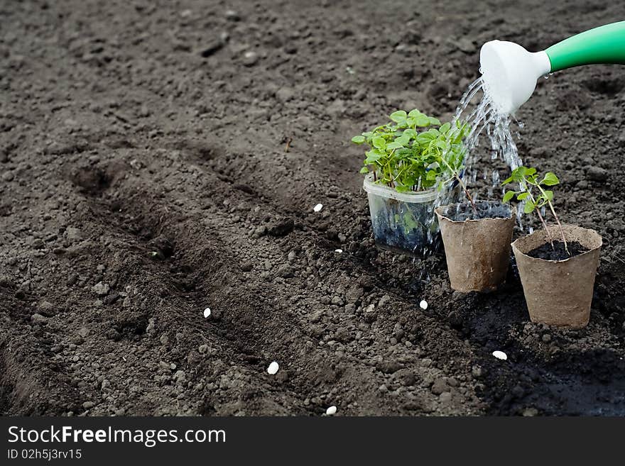 An image of a green plants and watering can. An image of a green plants and watering can