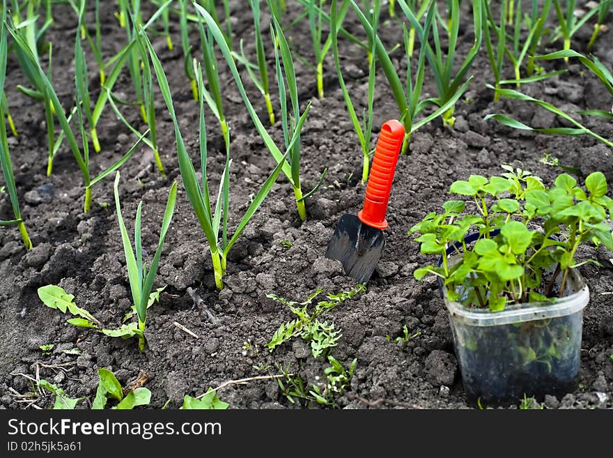 An image of plants in the ground and shovel. An image of plants in the ground and shovel