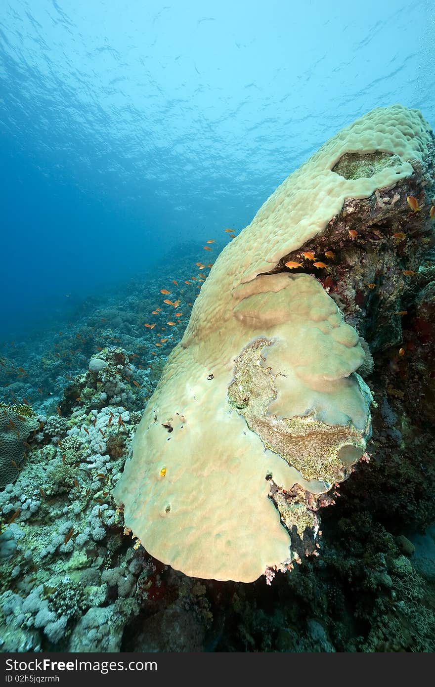 Mountain Coral And Fish In The Red Sea