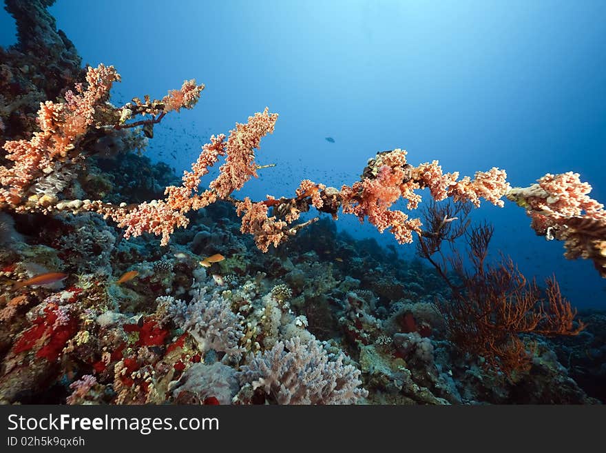 Coral and fish in the Red Sea