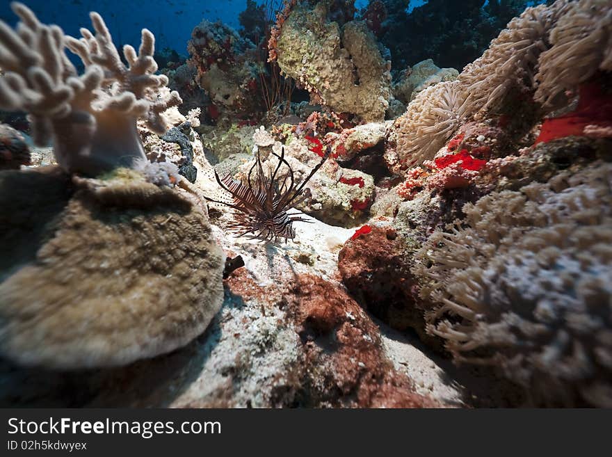 Coral and fish in the Red Sea