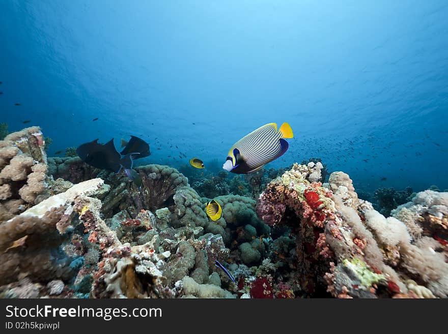 Coral and fish taken in the Red Sea. Coral and fish taken in the Red Sea