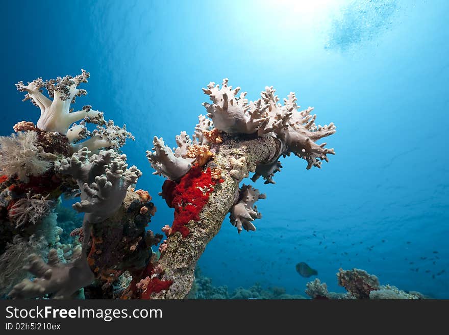 Coral And Fish In The Red Sea