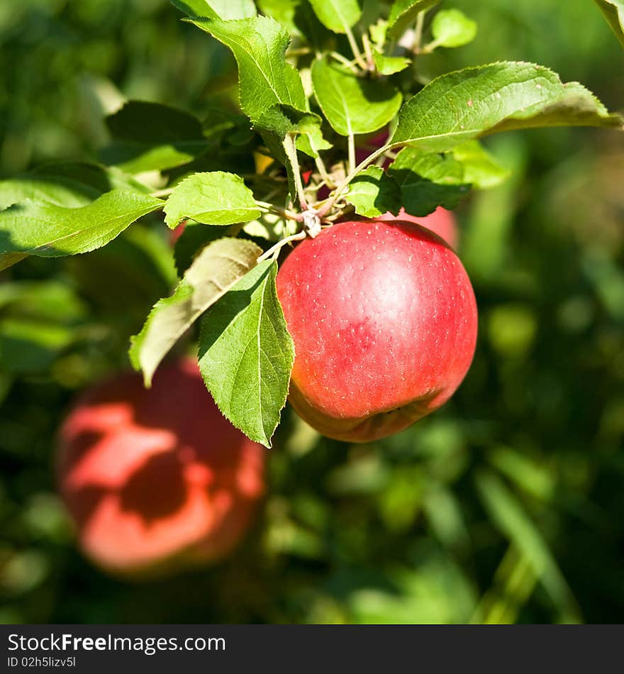 An image of fresh red apples on the branch