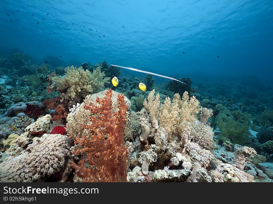 Coral and fish in the Red Sea