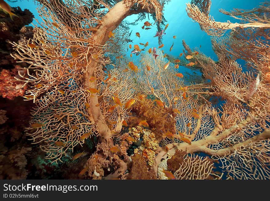 Coral and fish in the Red Sea