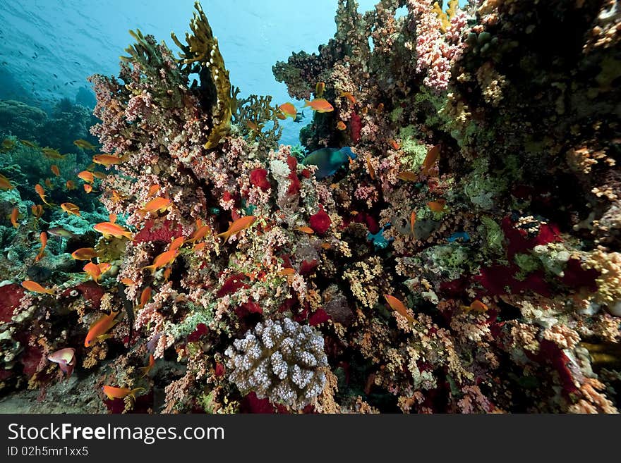 Coral and fish in the Red Sea