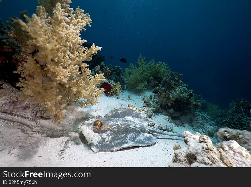 Bluespotted stingray in the Red Sea