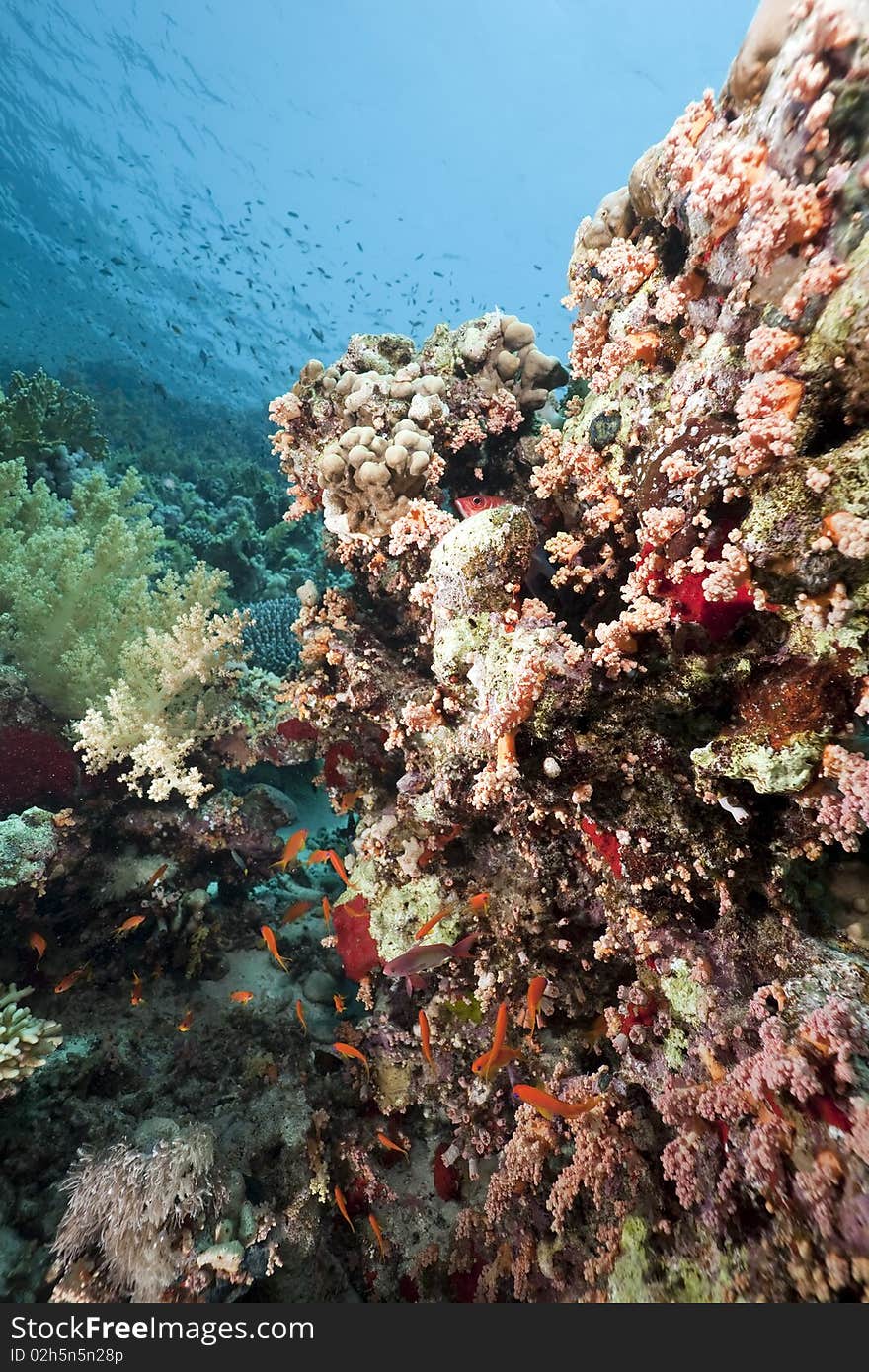 Coral and fish in the Red Sea